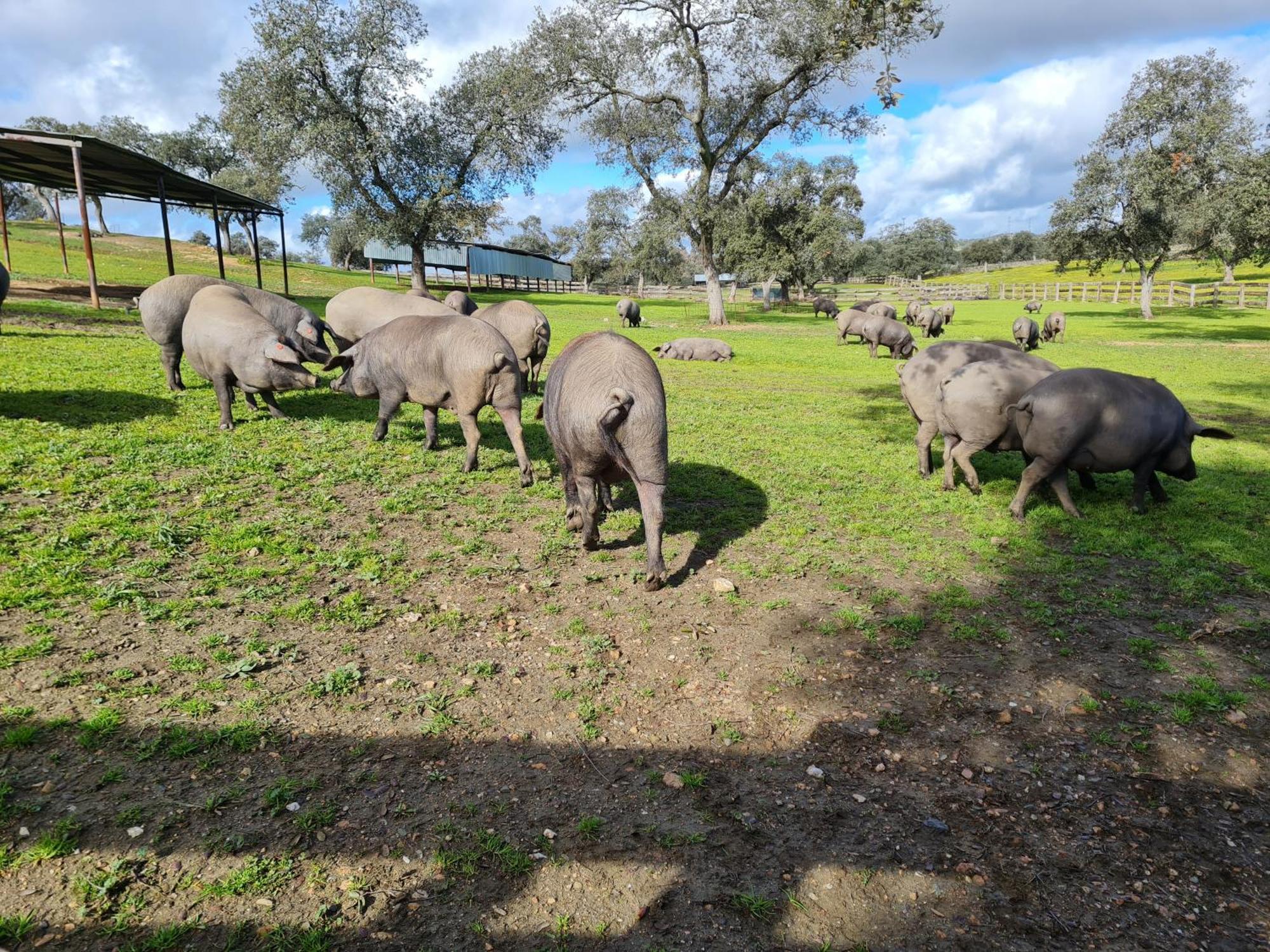 Alojamiento Rural Finca Barral El Garrobo Extérieur photo